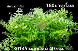 ขายส่งทุกอย่าง20,ทุกอย่าง20,ขายส่ง20,นพรัตน์20,แฟรนไชต์20,แฟรนไชส์20